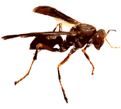 Dedetizadora de Marimbondo 